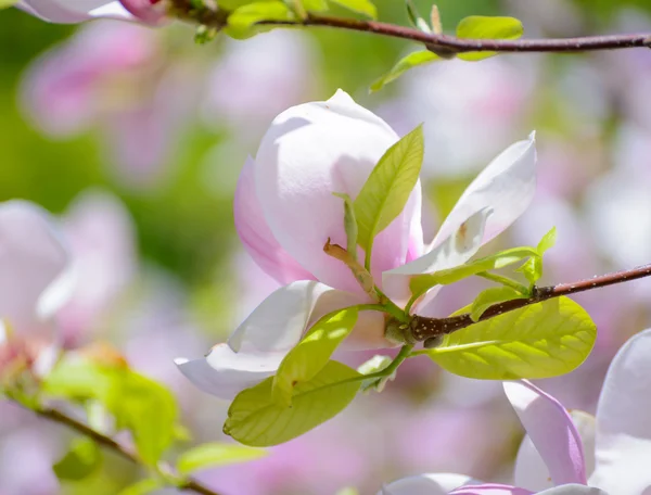 Magnolia piękne różowe kwiaty. Tło wiosna — Zdjęcie stockowe