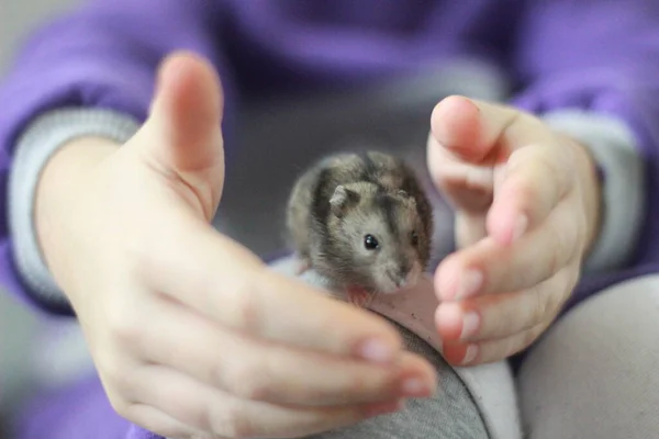 A little hamster coming out of his cage is playing with a girl