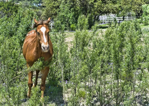 馬の農場や牧場で実行されています。 — ストック写真