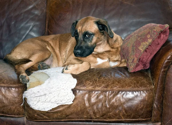 Deri kanepe köpek kemikleri delik - Stok İmaj