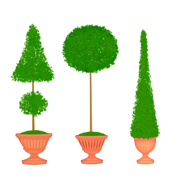 Tre Topiaries i terrakotta urnor — Stockfoto