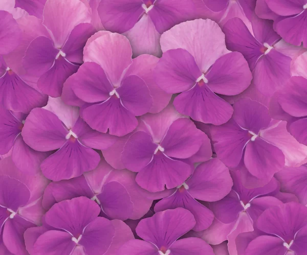 Purple Pansies Background — Stock Photo, Image