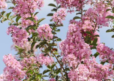 Krep Myrtle ağaç çiçek (Lagerstroemia)