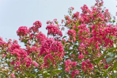 Krep Myrtle ağaç çiçek (Lagerstroemia) derin pembe