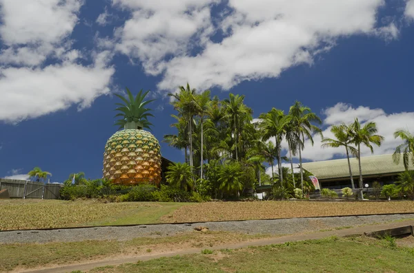 Piña grande cerca de Nambour Sunshine Coast Queensland —  Fotos de Stock