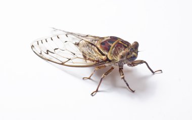 Large cicada closeup clipart