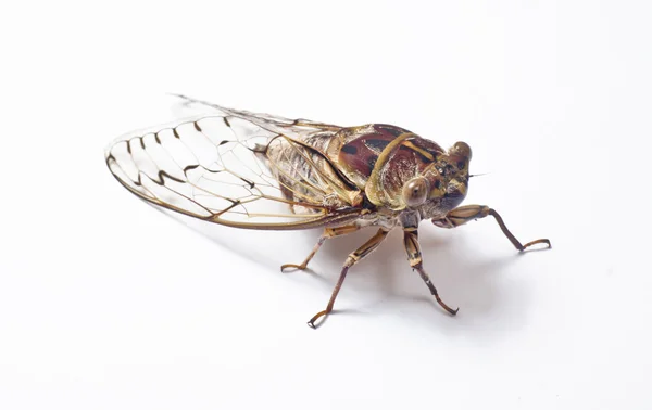 Stora cicada närbild — Stockfoto