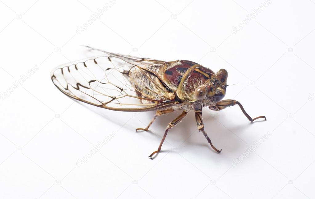 Large cicada closeup