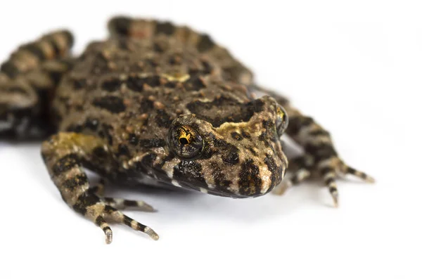 Tusked kurbağa portre