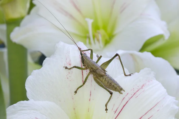 Çekirge üzerinde beyaz çiçek closeup makro çekim
