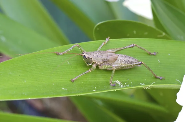 녹색 잎 근접 매크로 촬영에 메뚜기 — 스톡 사진