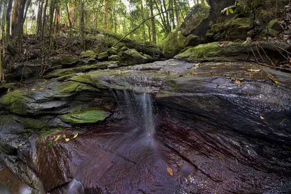 Sakin orman Creek şelale