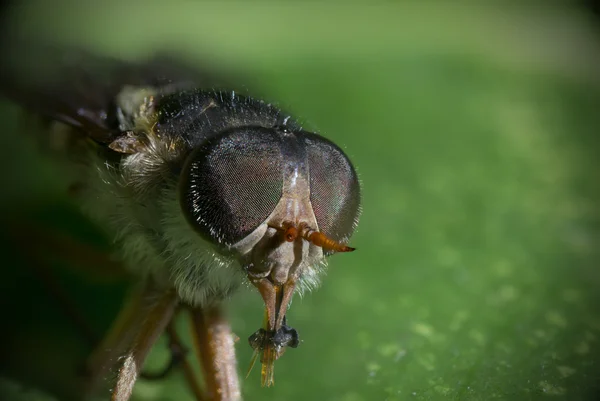 Лошадиная муха — стоковое фото