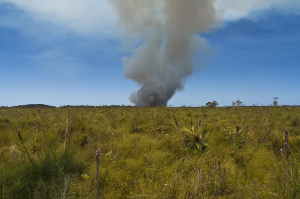 Çim yangın Avustralya
