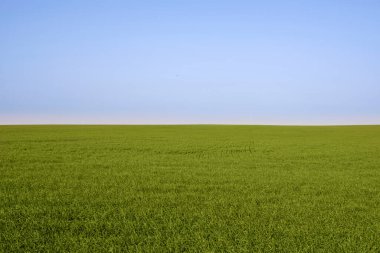 Çimen tarlası, yeşil bahar manzarası