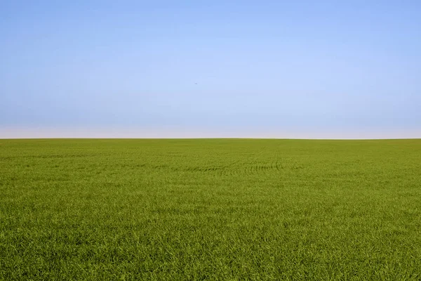 Gräsfält, grönt vårlandskap — Stockfoto