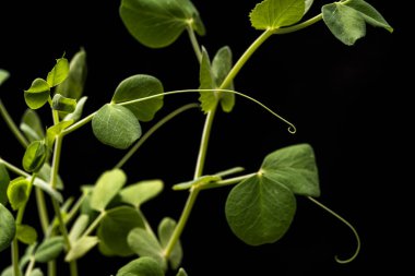 Mikroçimler - filizlenir ve yapraklanır. Sağlıklı beslenme. Koyu arkaplan.