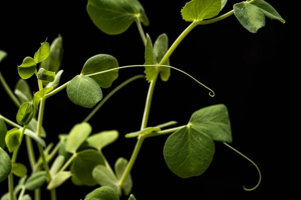 Microgreens - shoots and leaves. Healthy eating. Dark background. Stock Photo