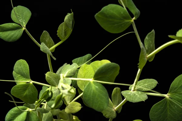 Microgreens - shoots and leaves. Healthy eating. Dark background. Royalty Free Stock Photos