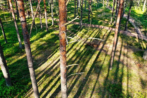 Beautiful Sunset Sunrise Sun Sunshine In Sunny Summer Coniferous Forest. Sunlight Sunbeams Through Woods In Forest Landscape. — Stock Photo, Image