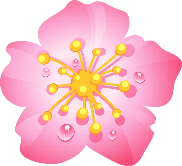 Flor de cereja rosa — Vetor de Stock