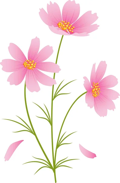 Flores margaritas rosadas — Vector de stock
