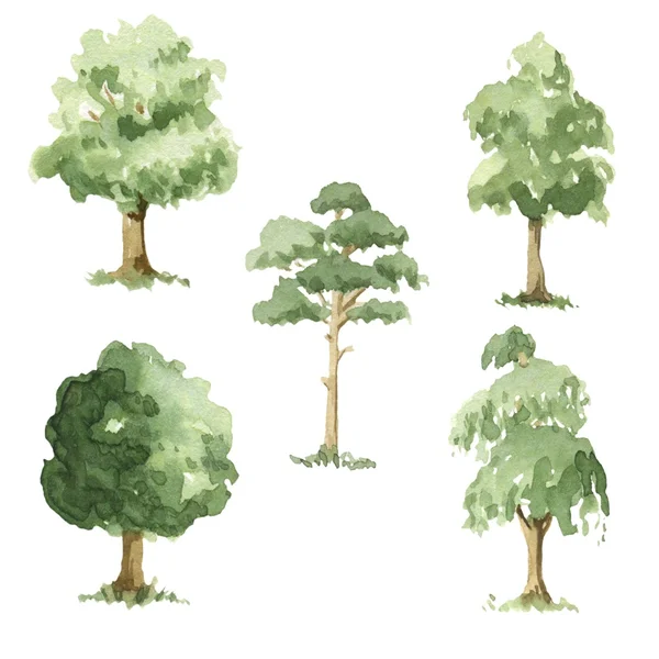 Tipi di alberi . — Foto Stock