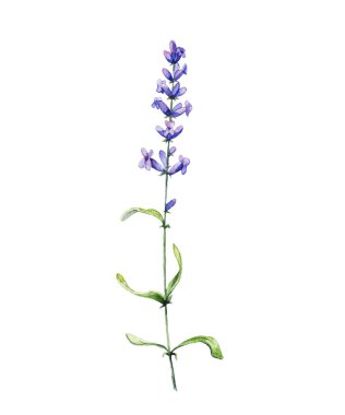 Lavanta. suluboya resim