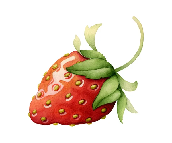 草莓。水彩 — 图库照片