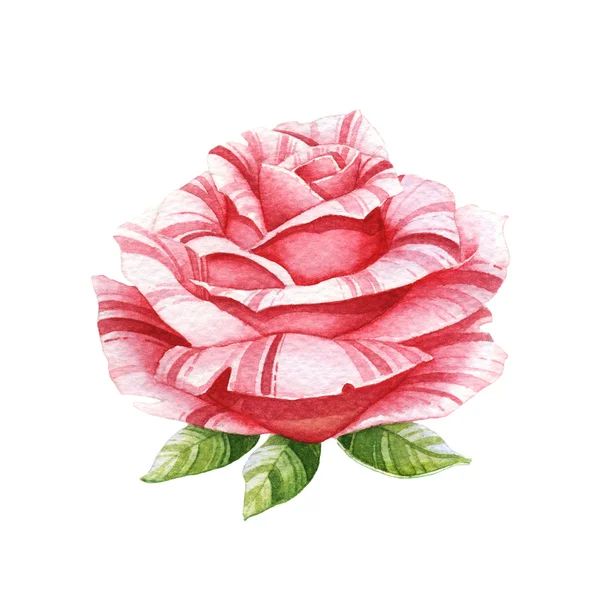 Pink watercolor rose — Stock Photo, Image