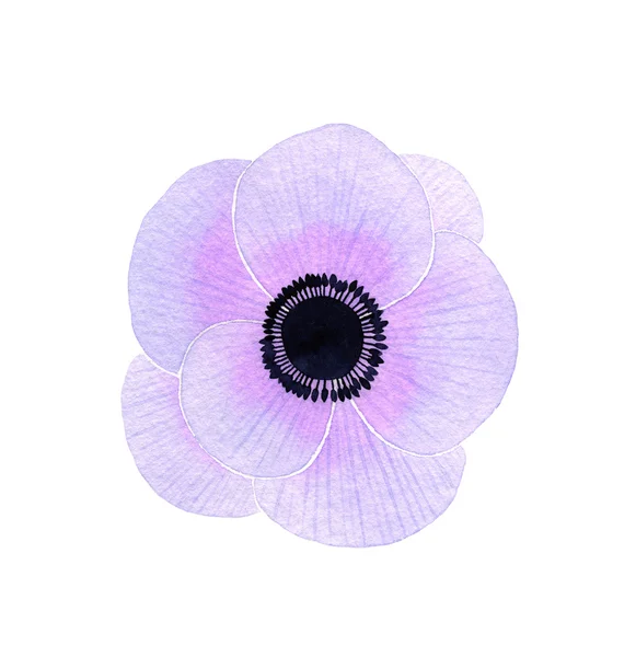 Анемонный цветок — стоковое фото