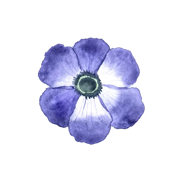 Kwiat Anemon — Zdjęcie stockowe