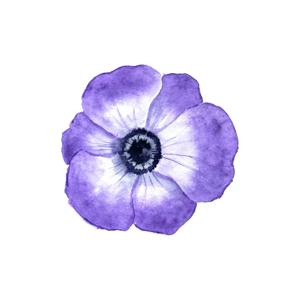 Anemone flower — Stock Photo, Image