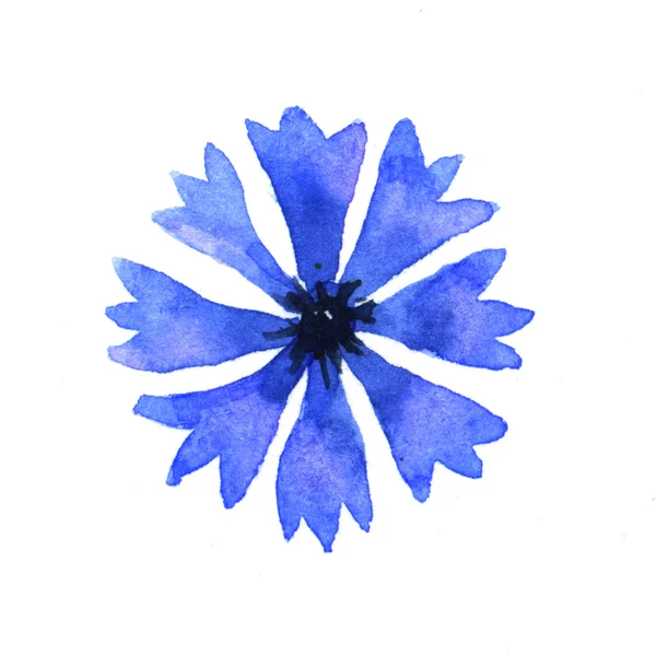 Cornflower — Stock Photo, Image