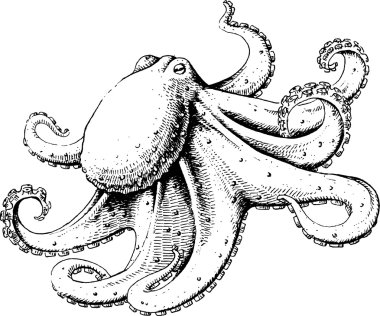 Ahtapot. vektör çizim