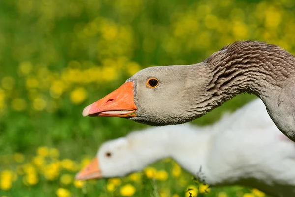 Pair of Goose — Stock Photo, Image
