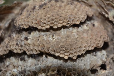 eşekarısı yuvası 