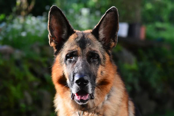 Portrait of adult german sheppard — Stock Photo, Image