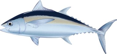 Orkinos balık gösterimi