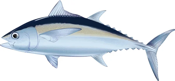 Illustration von Thunfisch — Stockfoto