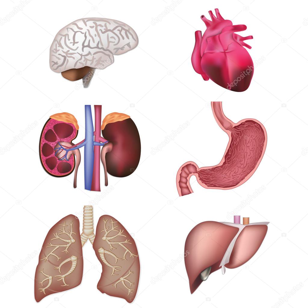 Human organs vector illustration