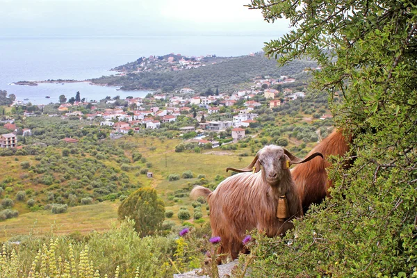 Chèvres avec mer — Photo