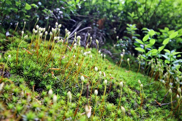 蘚類と苔の種 — ストック写真