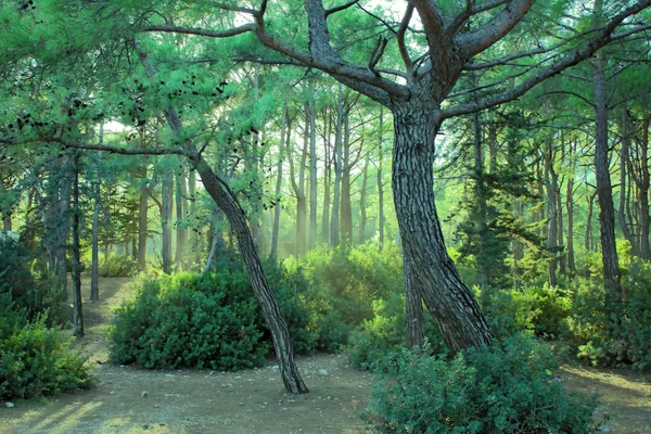 Floresta verde e luz do sol — Fotografia de Stock