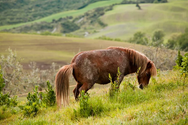 Koně v Toskánsku — Stock fotografie