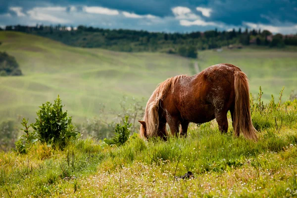 Cavalo na Toscana — Fotografia de Stock