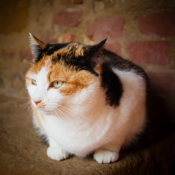 Kat met oude muur — Stockfoto