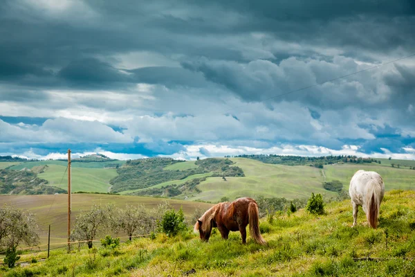 Cavalo na Toscana — Fotografia de Stock