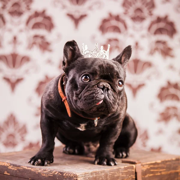 Fransk bulldog kung — Stockfoto