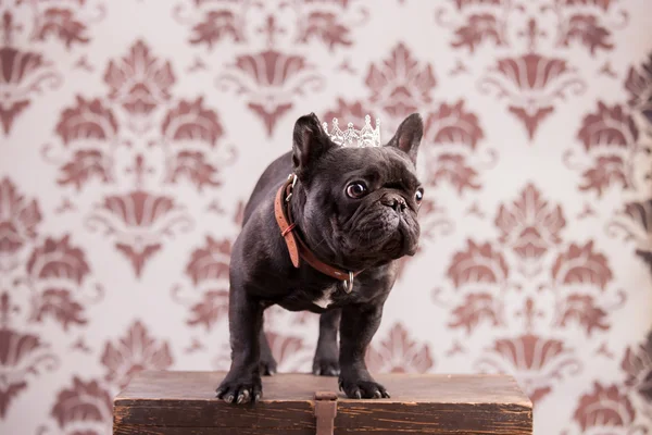 Franse bulldog koning — Stockfoto